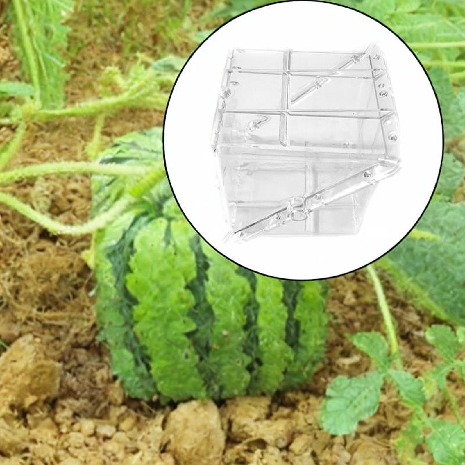 Gardening Tools Unique - 사각형 수박 성장 금형 장비 사용하기