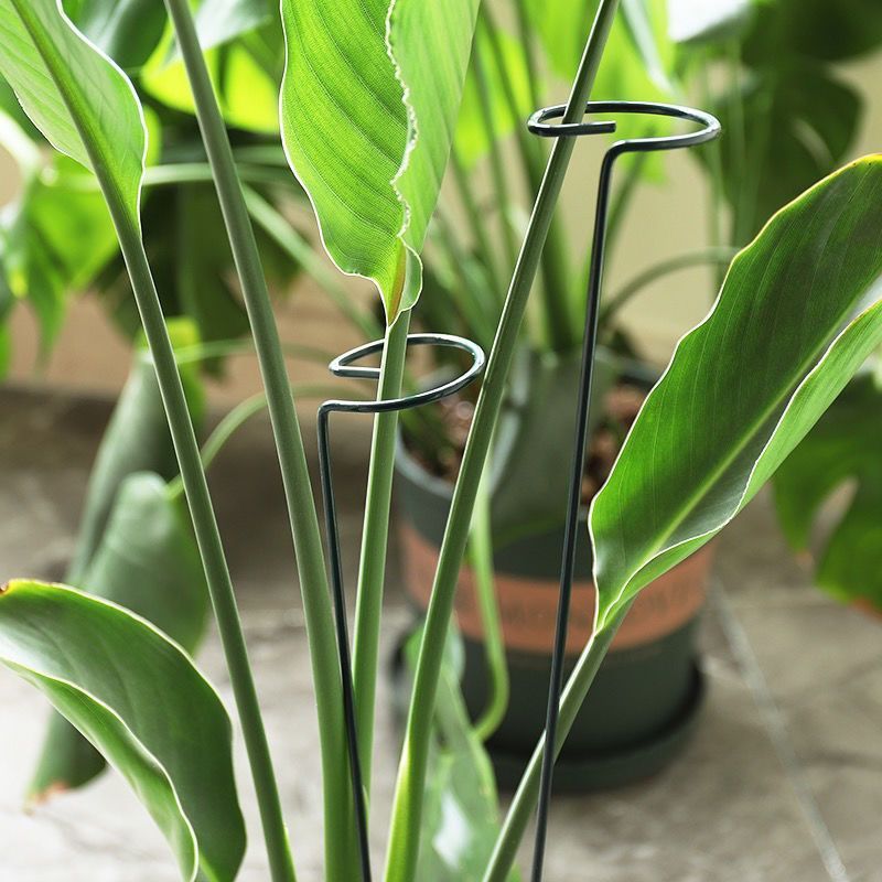 1/10pcs 정원 지원 스테이크 링 금속 단일 줄기  - Gardening Tools Range 리뷰 및 가격