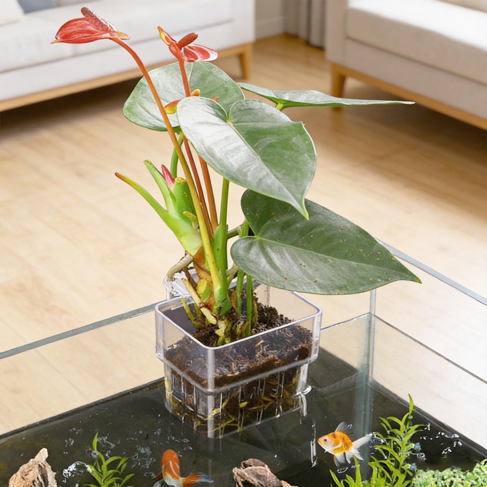 투명한 걸이식 수족관 식물 홀더 화분, 어항 수경재배  - Gardening Tools Brands 리뷰 및 가격